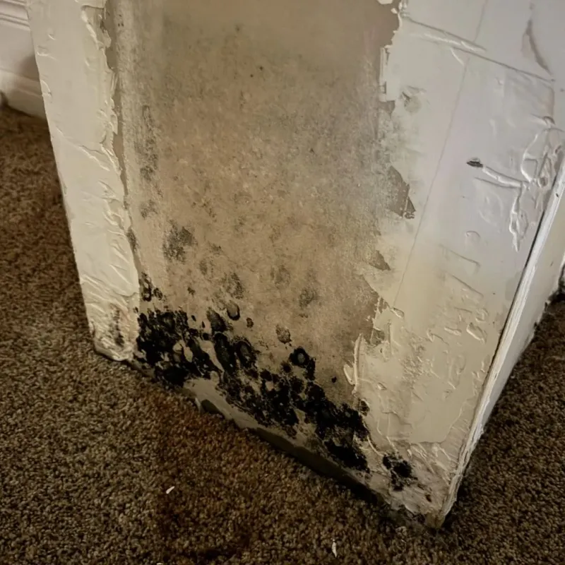 Professional Mold Removal in Lindsay, OK